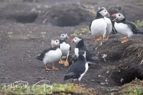 14 June 2025 - Inner Farne Isles, Northumberland-Puffin