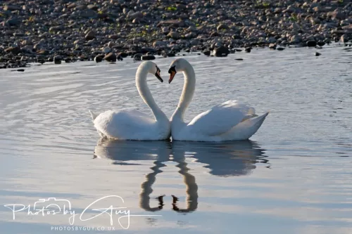 05 May 2025 - Early Morning in West Cumbria near to Seascale - Mute Swans