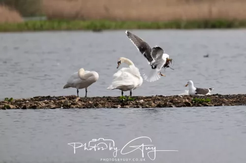 22 April 2025 : Leighton Moss Bird Reserve, Lancashire - Great Black Backed Gull
