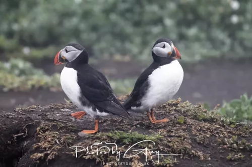 14 June 2025 - Inner Farne Isles, Northumberland-Puffin