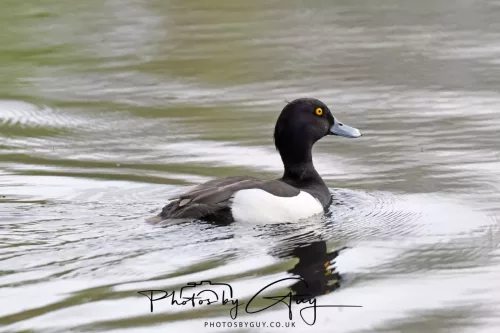 22 April 2025 : Leighton Moss Bird Reserve, Lancashire - Tufted Duck