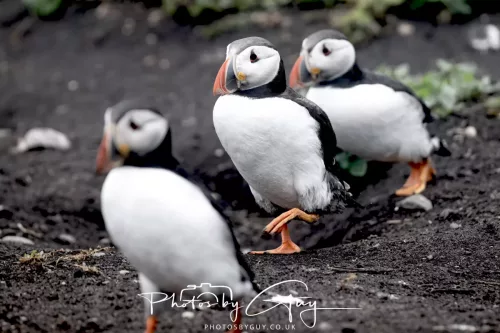 14 June 2025 - Inner Farne Isles, Northumberland-Puffin
