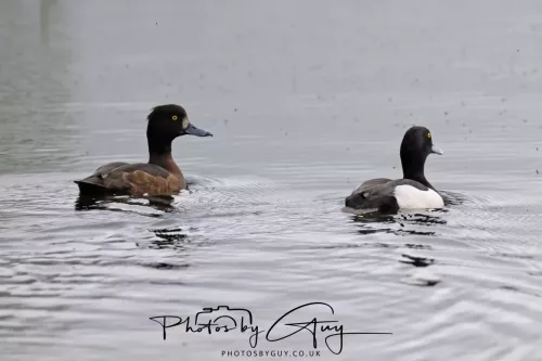 22 April 2025 : Leighton Moss Bird Reserve, Lancashire -Tufted Duck