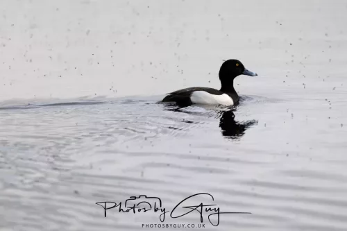 22 April 2025 : Leighton Moss Bird Reserve, Lancashire - Tufted Duck
