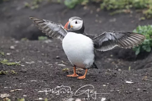 14 June 2025 - Inner Farne Isles, Northumberland-Puffin