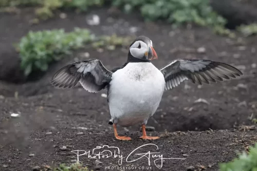 14 June 2025 - Inner Farne Isles, Northumberland-Puffin