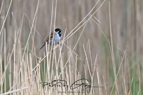 22 April 2025 : Leighton Moss Bird Reserve, Lancashire - REED BUNTING