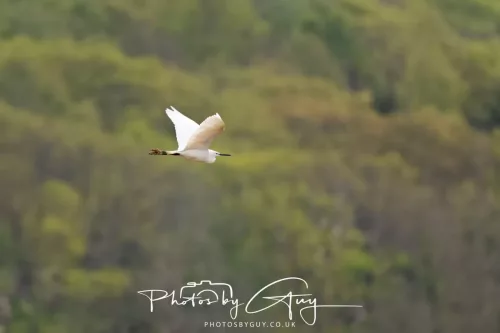 22 April 2025 : Leighton Moss Bird Reserve, Lancashire - Little Egret