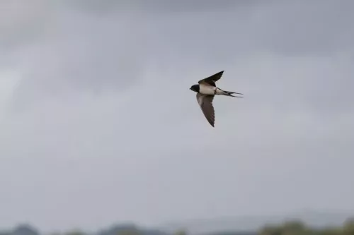 9 August 2025 - Dumfries & Galloway, House Martin