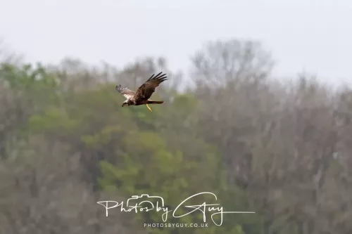 22 April 2025 : Leighton Moss Bird Reserve, Lancashire - Marsh Harrier