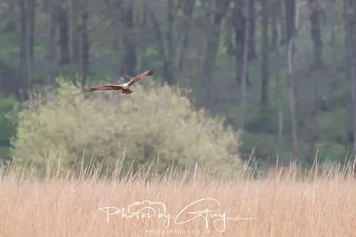 22 April 2025 : Leighton Moss Bird Reserve, Lancashire - Marsh Harrier