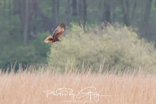 22 April 2025 : Leighton Moss Bird Reserve, Lancashire - Marsh Harrier