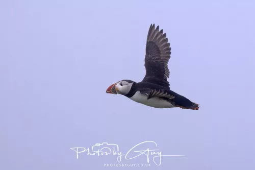 14 June 2025 - Inner Farne Isles, Northumberland-Puffin