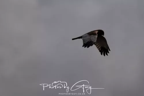 22 April 2025 : Leighton Moss Bird Reserve, Lancashire - Marsh Harrier