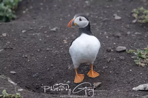 14 June 2025 - Inner Farne Isles, Northumberland-Puffin
