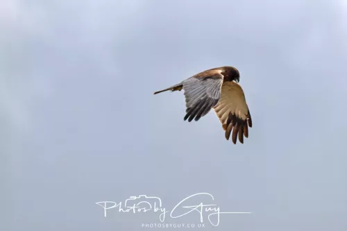 22 April 2025 : Leighton Moss Bird Reserve, Lancashire - Marsh Harrier