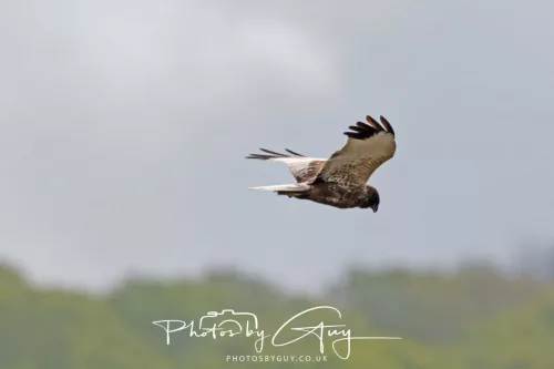 22 April 2025 : Leighton Moss Bird Reserve, Lancashire - Marsh Harrier