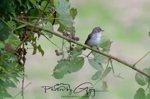 9 August 2025 - Dumfries & Galloway, Spotted Flycatcher