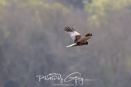 22 April 2025 : Leighton Moss Bird Reserve, Lancashire - Marsh Harrier