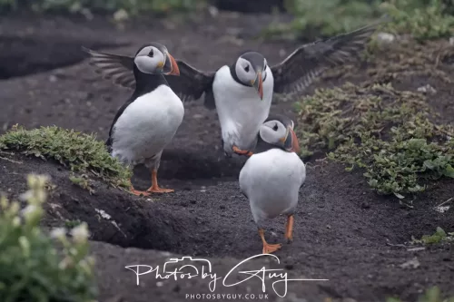 14 June 2025 - Inner Farne Isles, Northumberland-Puffin