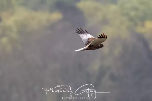 22 April 2025 : Leighton Moss Bird Reserve, Lancashire - Marsh Harrier