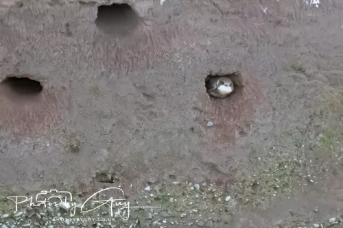 05 May 2025 - Early Morning in West Cumbria near to Seascale - Sand Martins