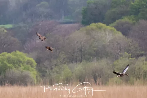 22 April 2025 : Leighton Moss Bird Reserve, Lancashire - Marsh Harrier
