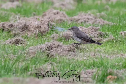 9 August 2025 - Dumfries & Galloway, Spotted Flycatcher