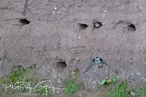 05 May 2025 - Early Morning in West Cumbria near to Seascale - Sand Martins