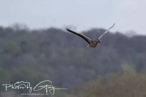 22 April 2025 : Leighton Moss Bird Reserve, Lancashire- Greylag goose