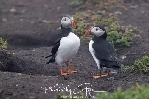 14 June 2025 - Inner Farne Isles, Northumberland-Puffin