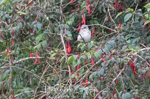 9 August 2025 - Dumfries & Galloway, Spotted Flycatcher