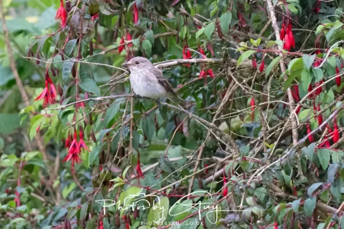 9 August 2025 - Dumfries & Galloway, Spotted Flycatcher