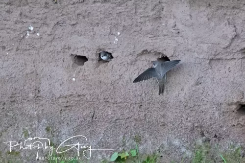 05 May 2025 - Early Morning in West Cumbria near to Seascale - Sand Martins
