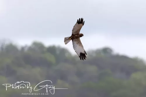 22 April 2025 : Leighton Moss Bird Reserve, Lancashire - Marsh Harrier