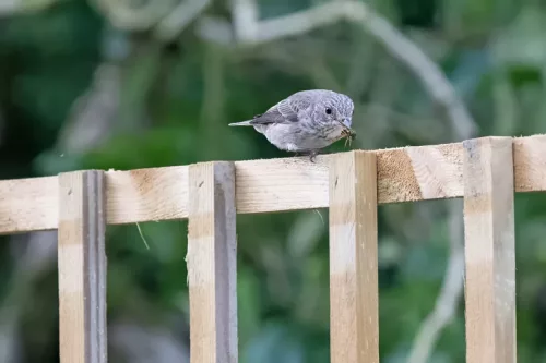 9 August 2025 - Dumfries & Galloway, Spotted Flycatcher