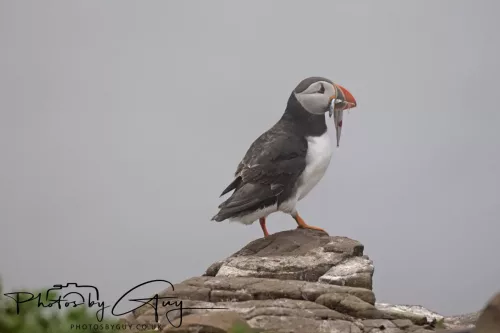 14 June 2025 - Inner Farne Isles, Northumberland-Puffin