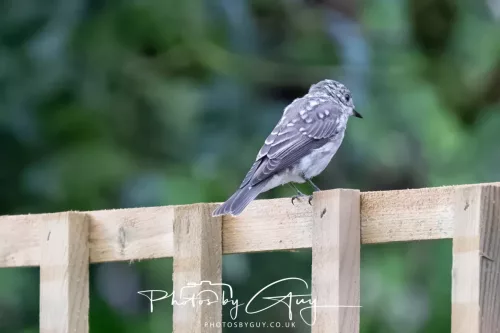 9 August 2025 - Dumfries & Galloway, Spotted Flycatcher