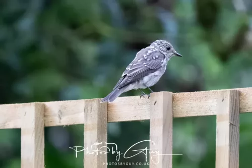 9 August 2025 - Dumfries & Galloway, Spotted Flycatcher