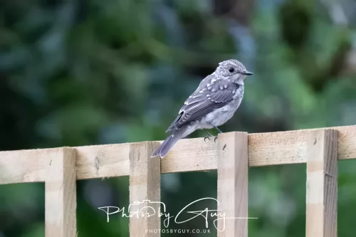 9 August 2025 - Dumfries & Galloway, Spotted Flycatcher