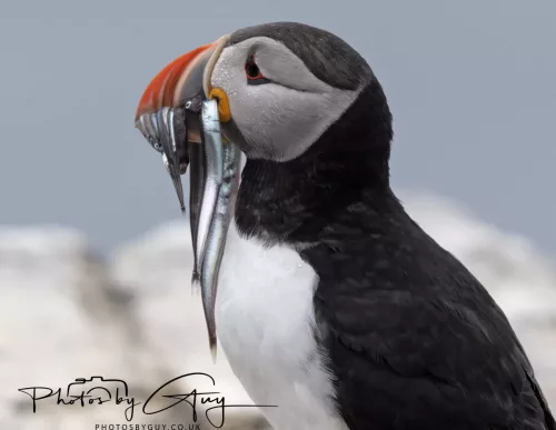 14 June 2025 - Inner Farne Isles, Northumberland-Puffin