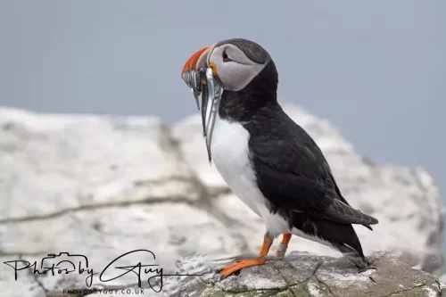 14 June 2025 - Inner Farne Isles, Northumberland-Puffin