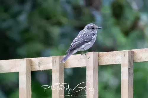 9 August 2025 - Dumfries & Galloway, Spotted Flycatcher