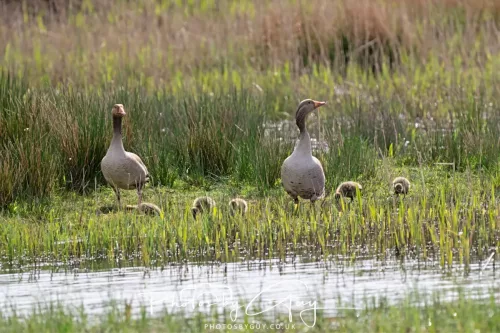 22 April 2025 : Leighton Moss Bird Reserve, Lancashire - Greylag Geese with young