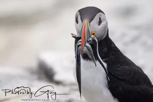 14 June 2025 - Inner Farne Isles, Northumberland-Puffin