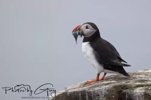 14 June 2025 - Inner Farne Isles, Northumberland-Puffin