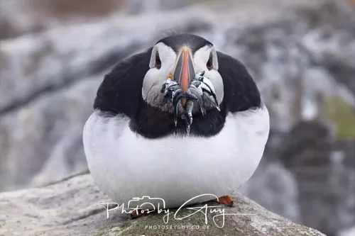 14 June 2025 - Inner Farne Isles, Northumberland-Puffins