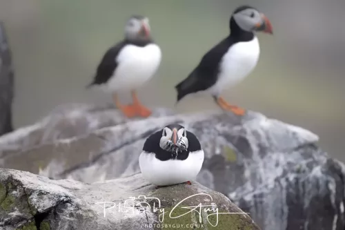 14 June 2025 - Inner Farne Isles, Northumberland-Puffins