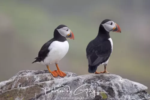 14 June 2025 - Inner Farne Isles, Northumberland-Puffin