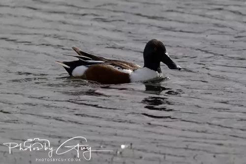22 April 2025 : Leighton Moss Bird Reserve, Lancashire - Shoveler Duck
